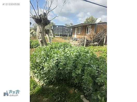 TORBALI DİRMİL'DE KÖYE YAKIN ACİL SATILIK ZEYTİNLİK